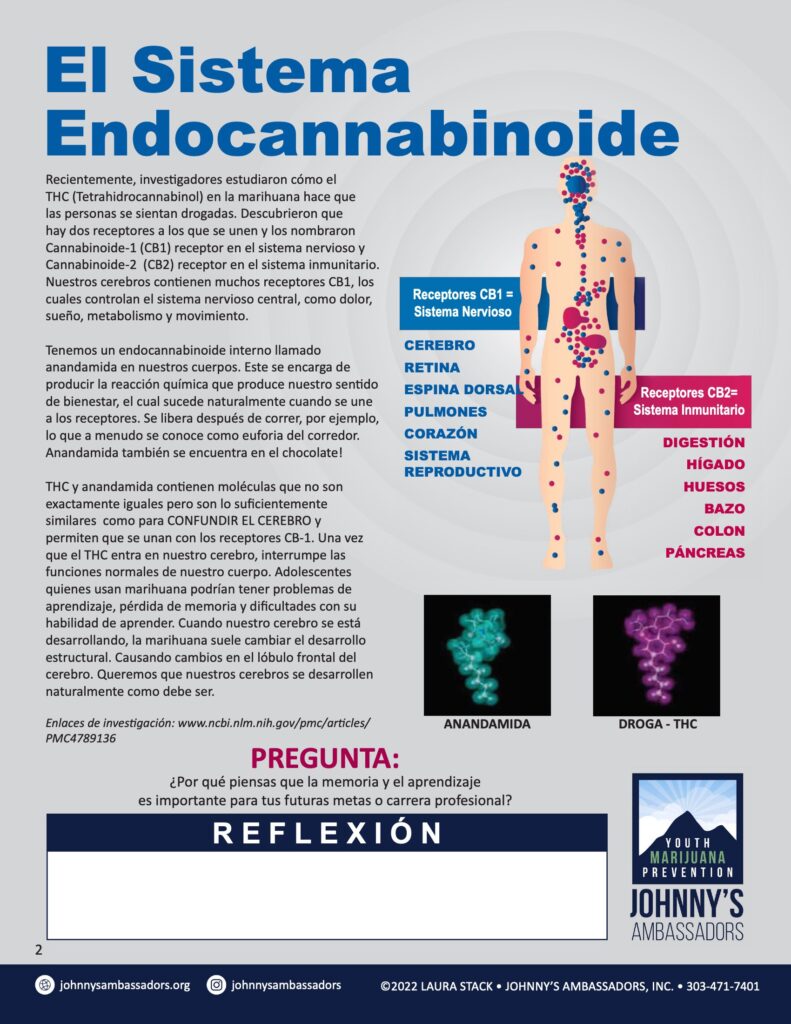 Anandamida, el endocannabinoide que nos hace felices